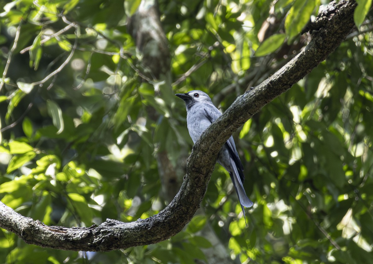 Ashy Drongo - ML647599612