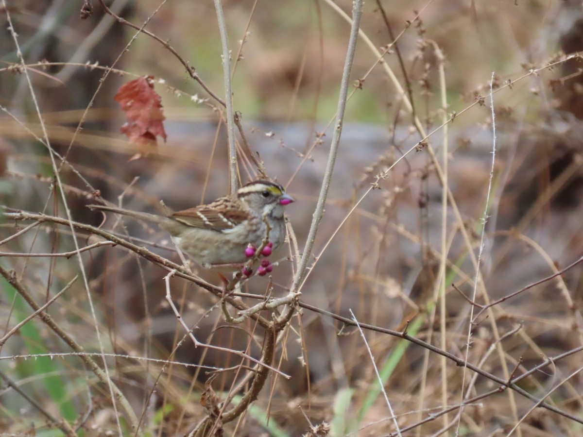 White-throated Sparrow - ML647599613
