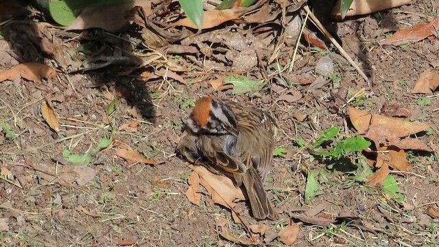 Bruant chingolo - ML647599614