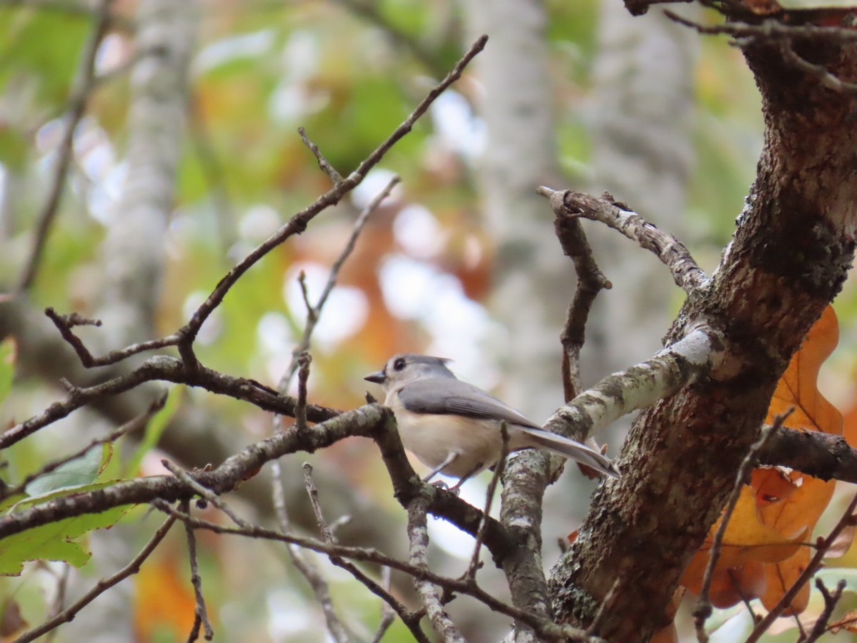 Tufted Titmouse - ML647599615