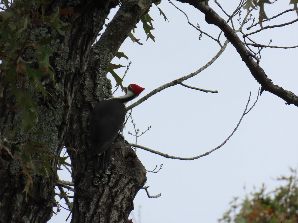 Pileated Woodpecker - ML647599617