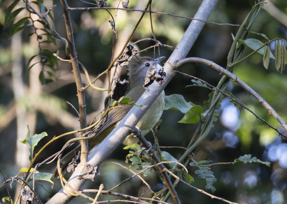 Puff-throated Bulbul - ML647599620
