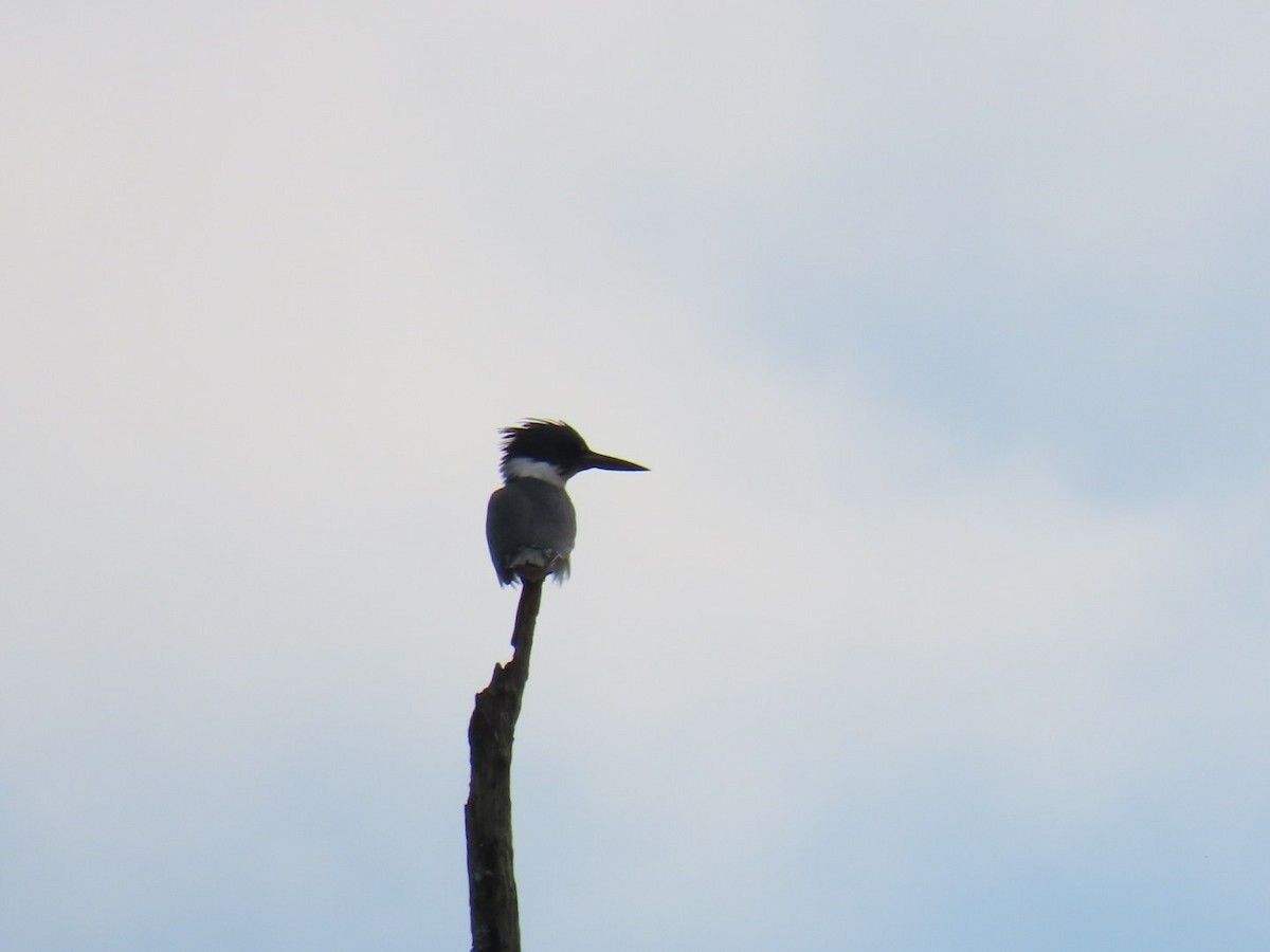 Belted Kingfisher - ML647599621