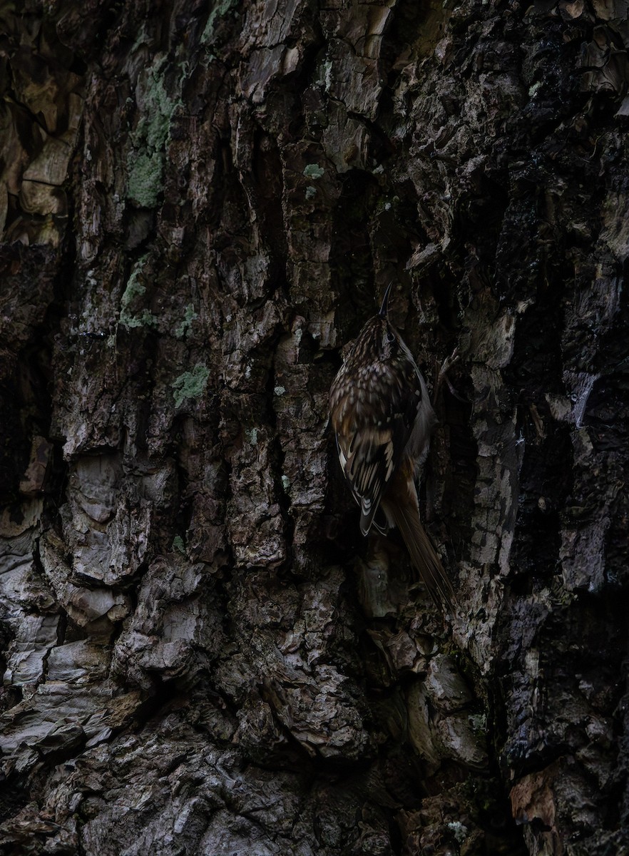 Brown Creeper - ML647599622