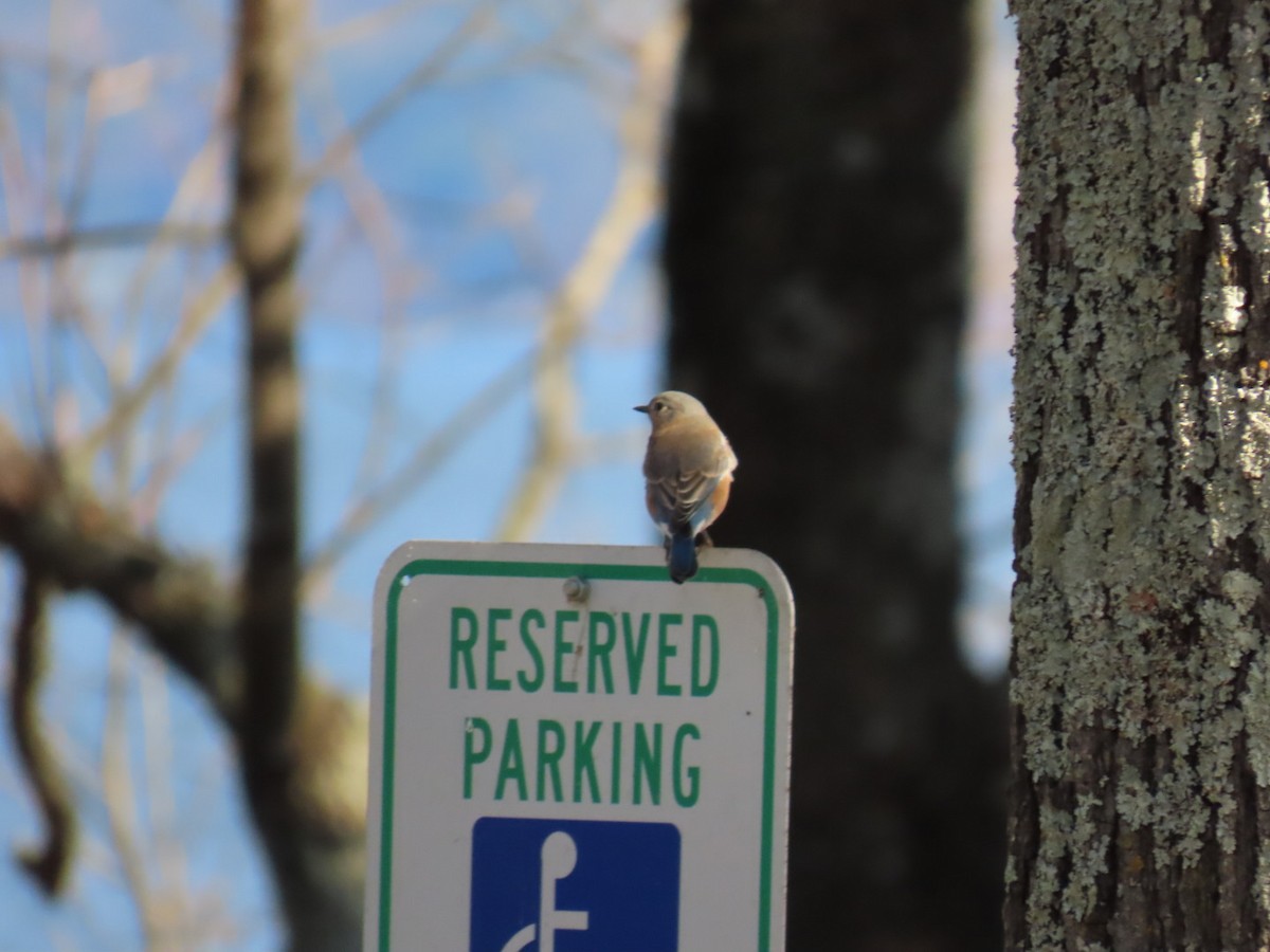 Eastern Bluebird - ML647599624
