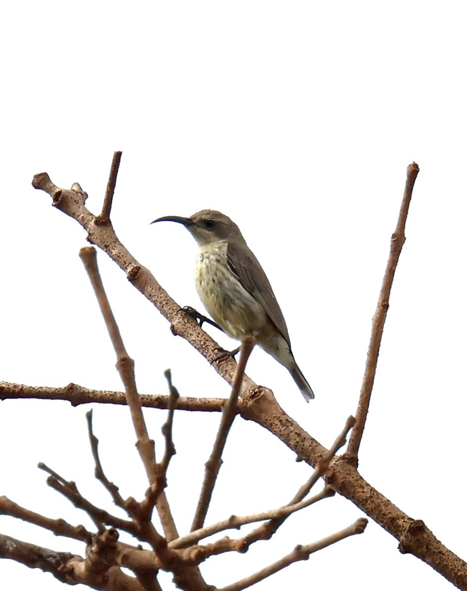 Amethyst Sunbird - ML647599625