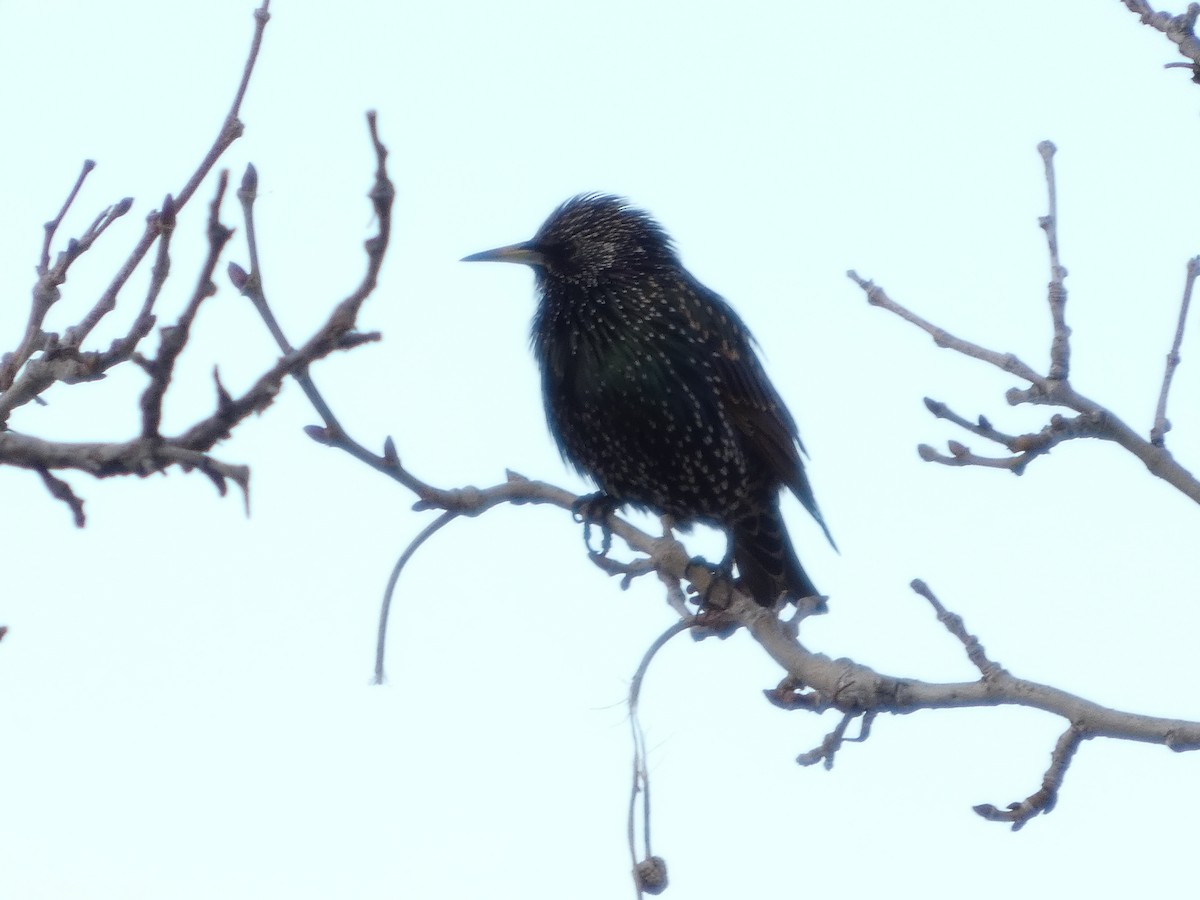 European Starling - ML647599627