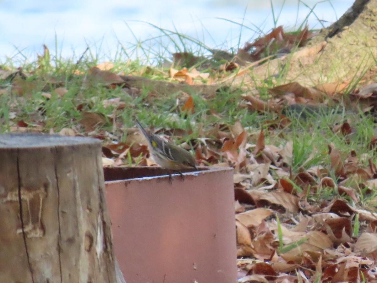 Yellow-rumped Warbler - ML647599630