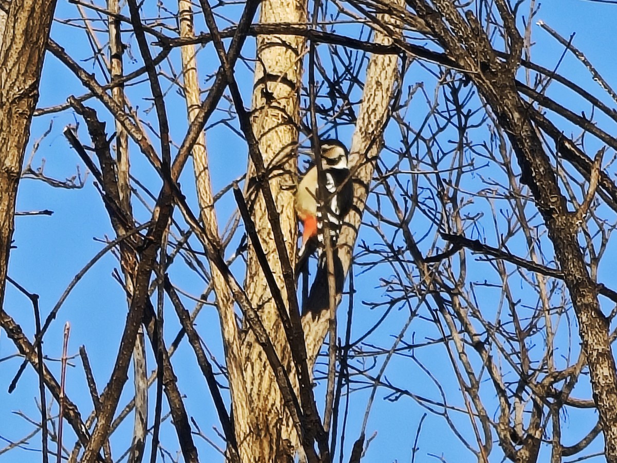 Pic épeiche - ML647599631