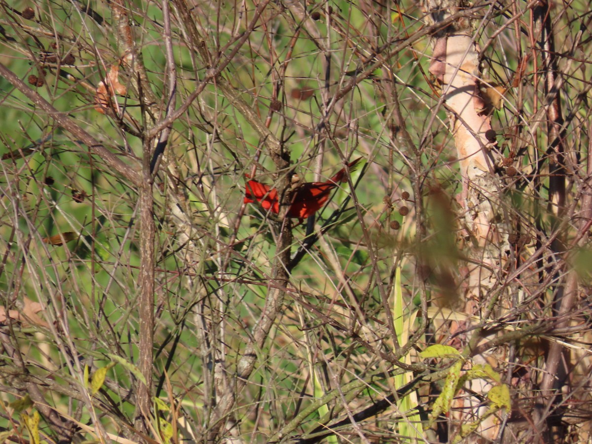 Northern Cardinal - ML647599634