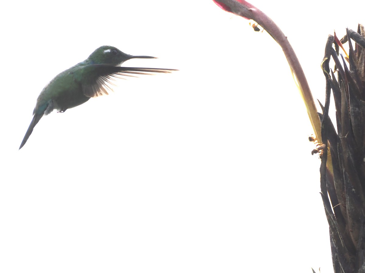 White-throated Daggerbill - ML647599636