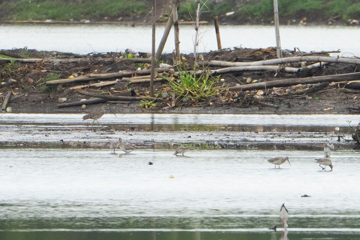 Courlis de Sibérie - ML647599642