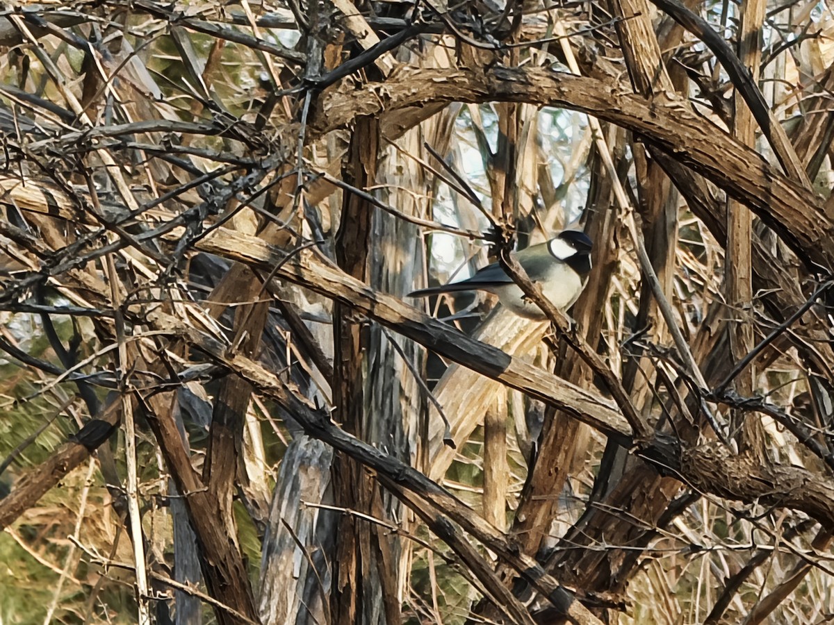 Mésange d'Asie - ML647599643