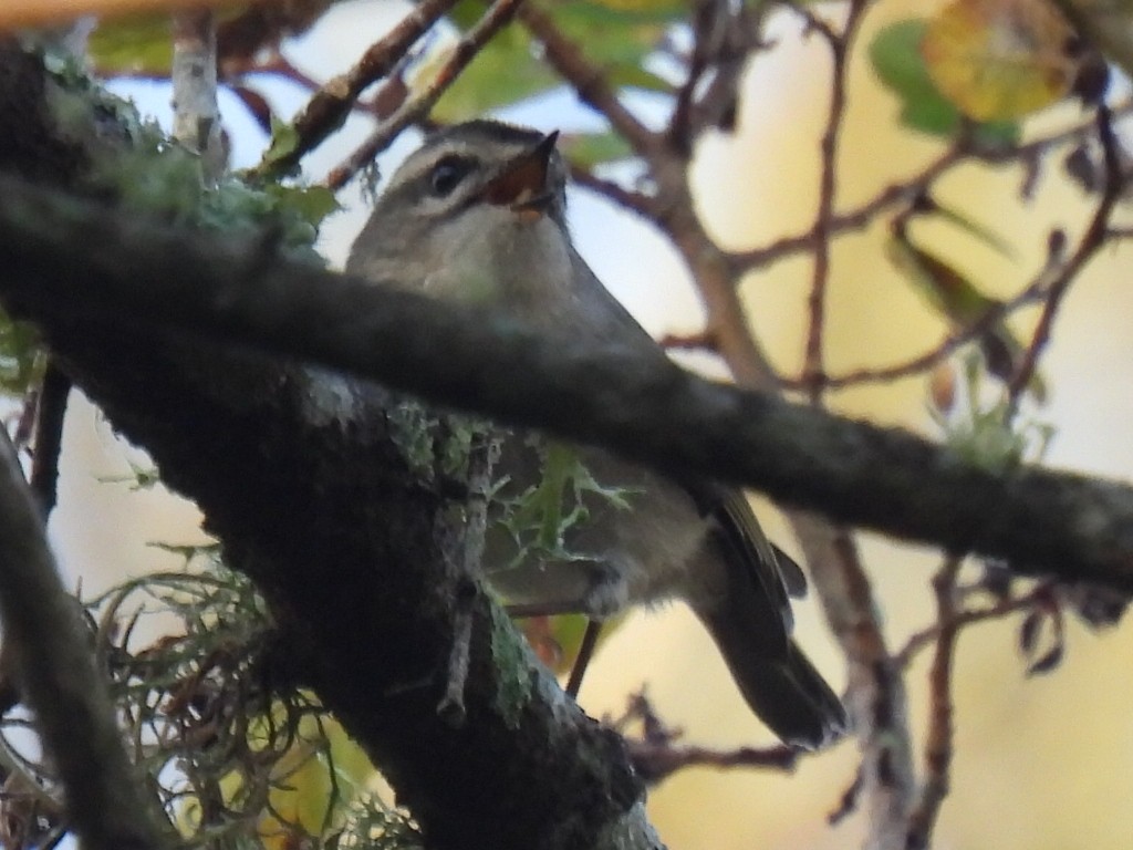 Roitelet à couronne dorée - ML647599646