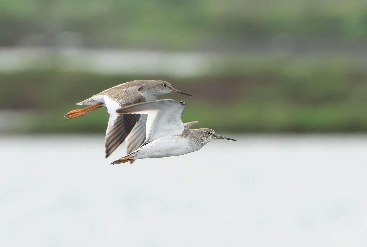 Chevalier gambette - ML647599647