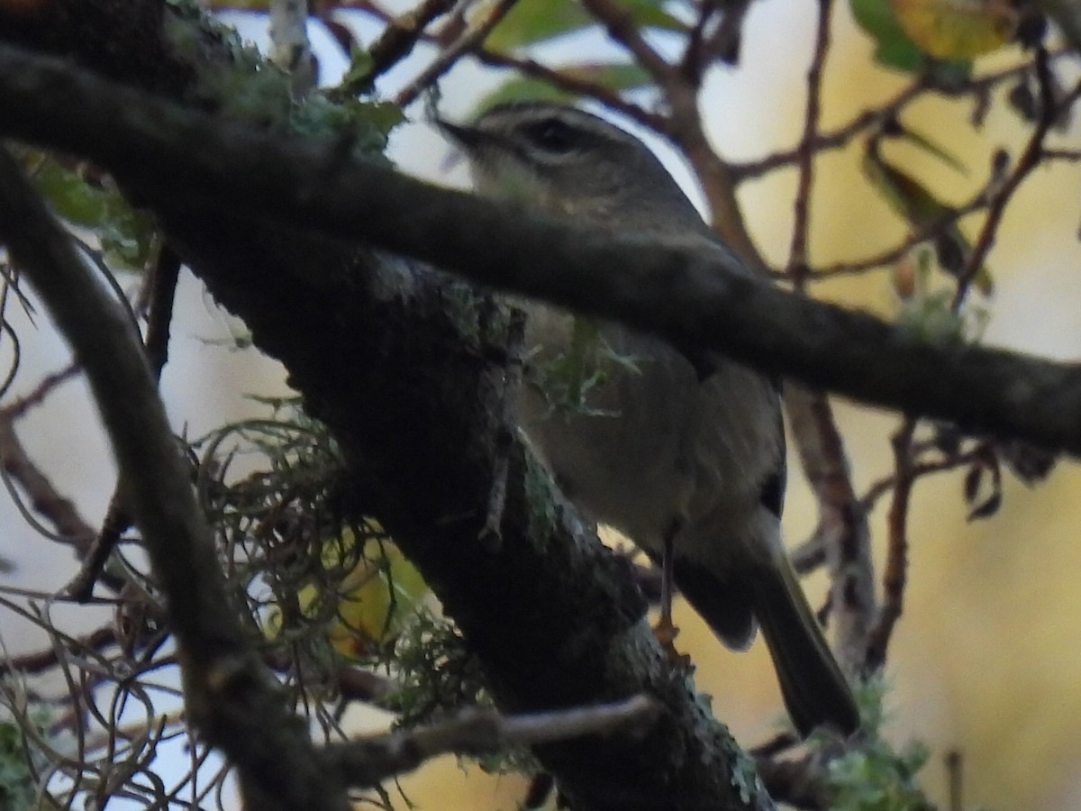 Roitelet à couronne dorée - ML647599649