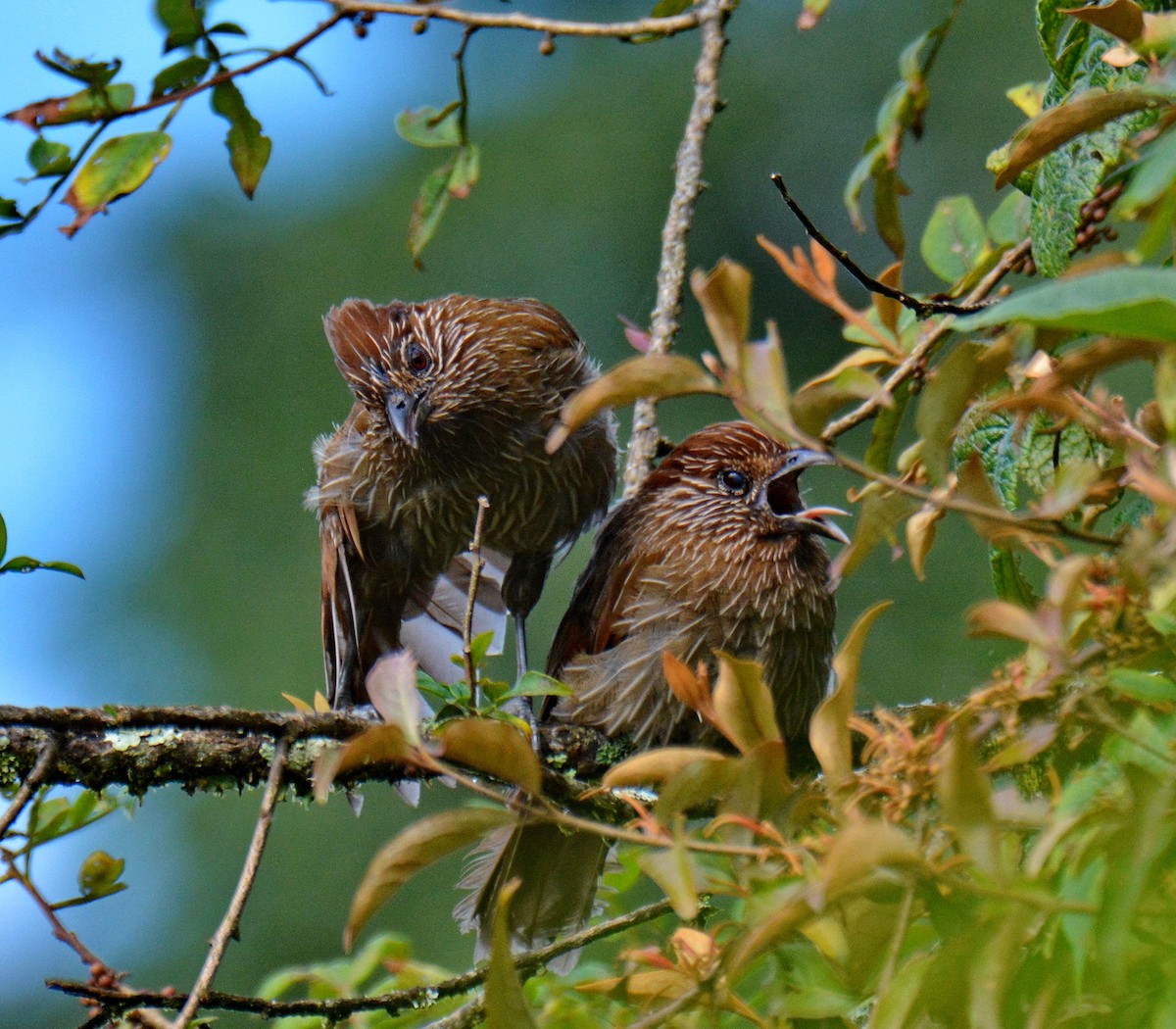 Grammatoptile strié - ML647599650