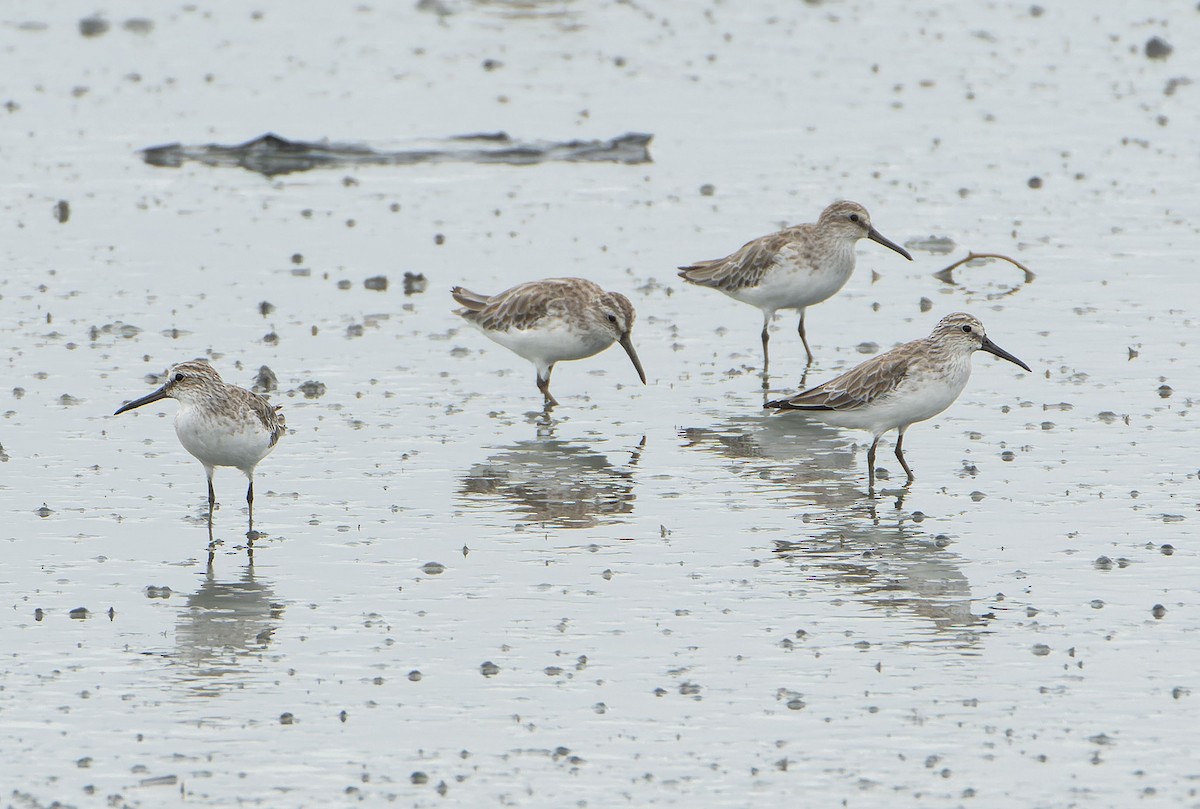 Bécasseau falcinelle - ML647599652