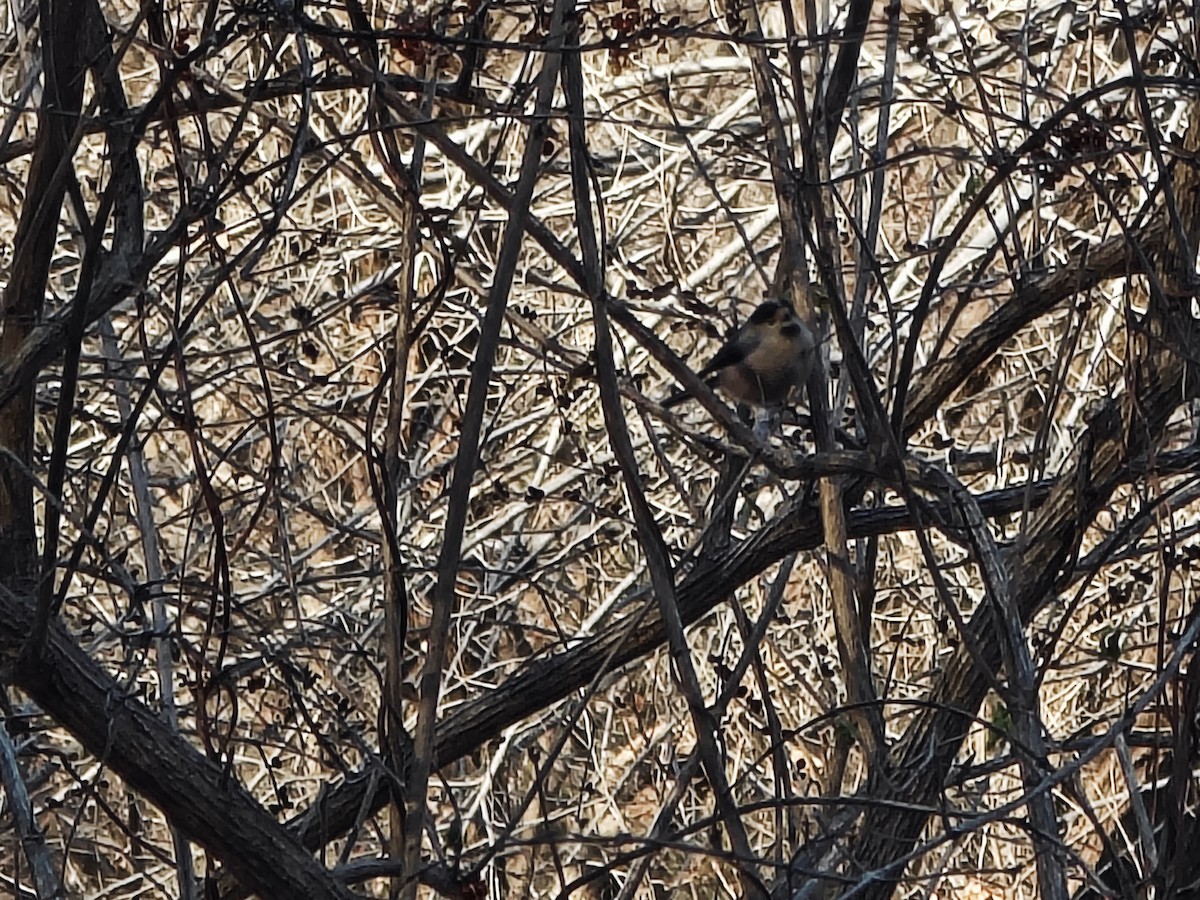 Orite à gorge argent - ML647599653