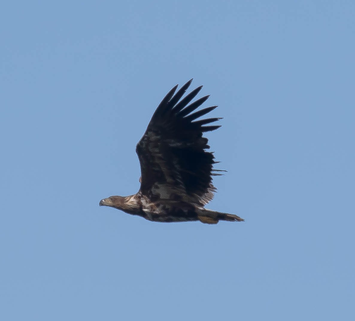 Pygargue à queue blanche - ML647599655