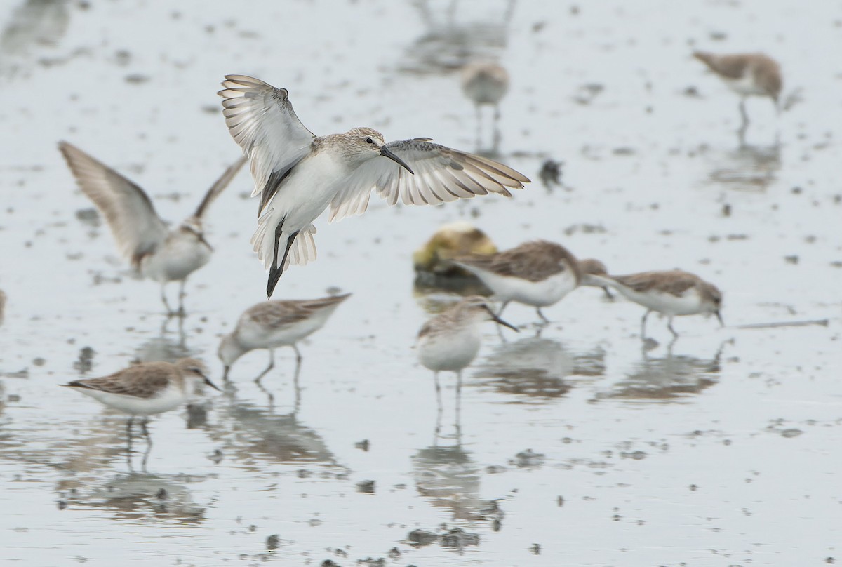 Bécasseau cocorli - ML647599659