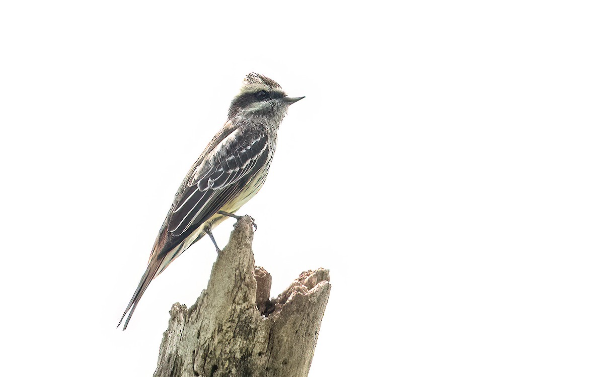 Tyran tacheté - ML647599660