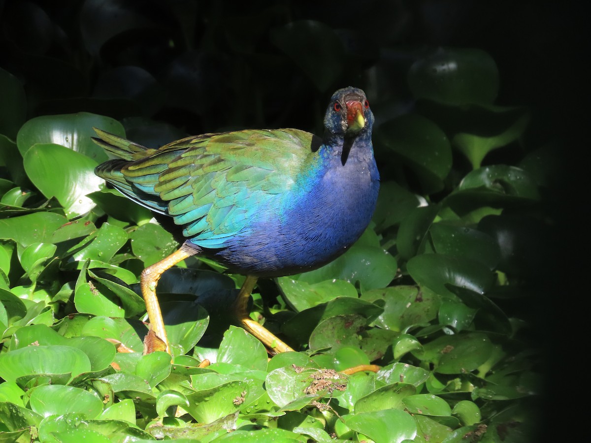 Talève violacée - ML647599662