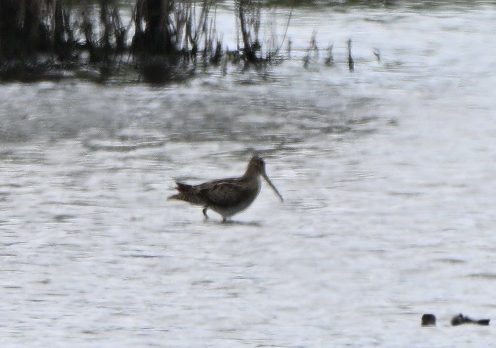 Bécassine du Japon - ML647599663