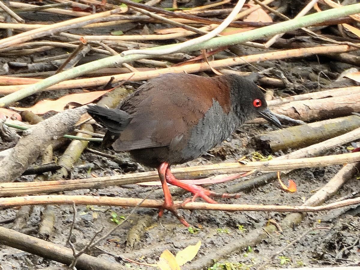 Marouette fuligineuse - ML647599665