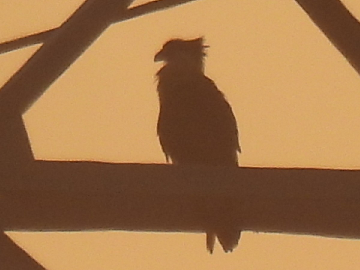 Caracara huppé - ML647599669