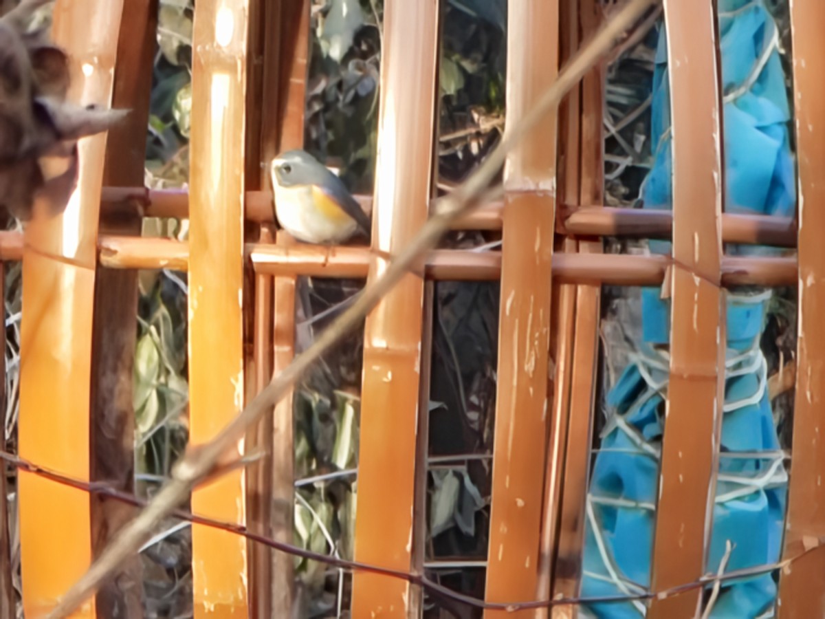 Robin à flancs roux - ML647599674