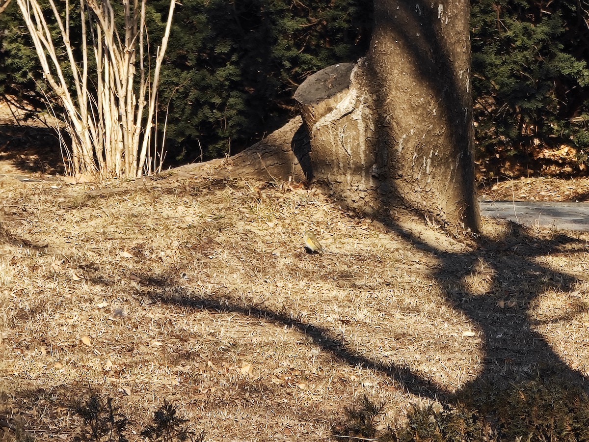 Robin à flancs roux - ML647599676