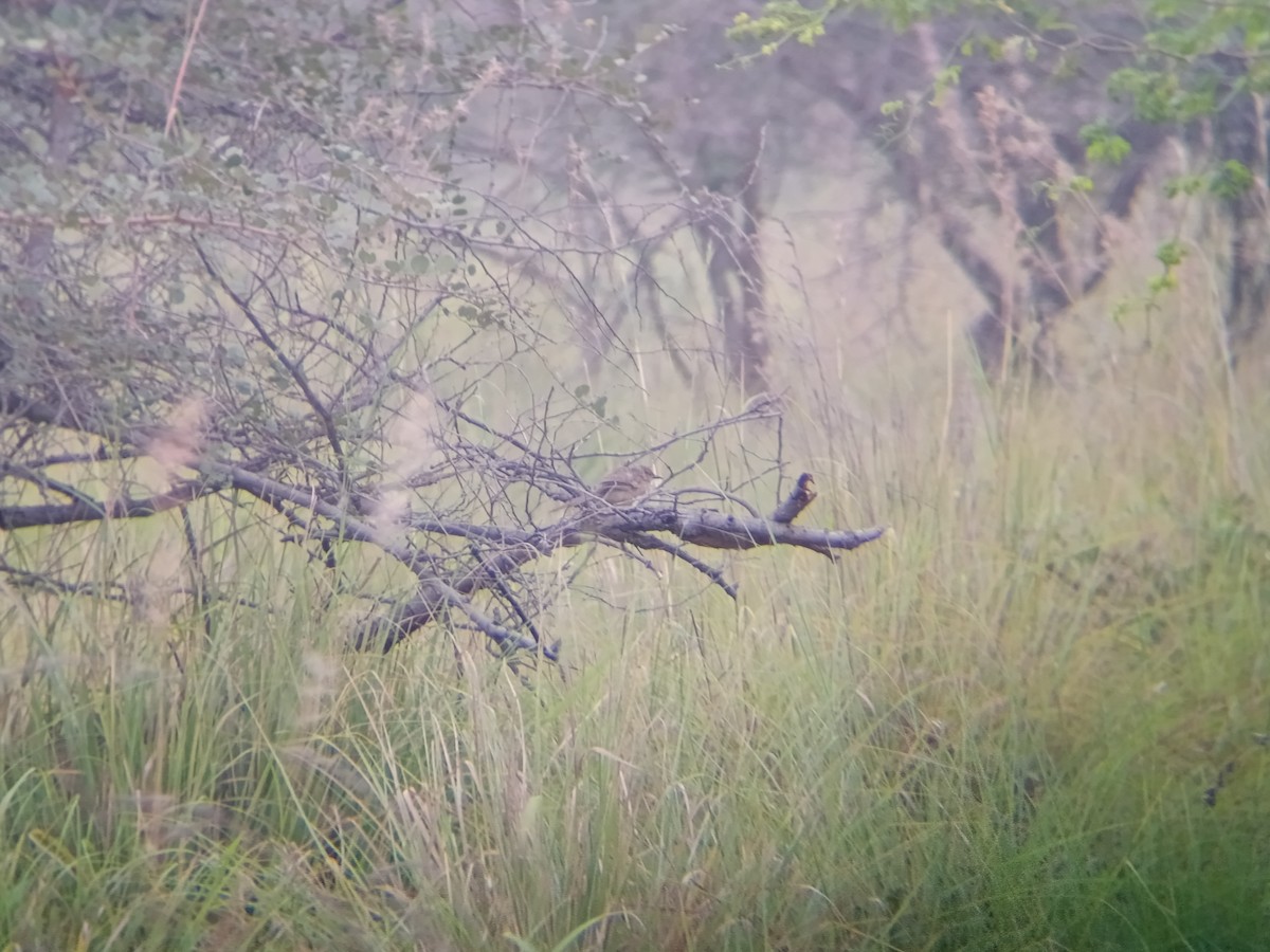 Cratérope indien - ML647599677