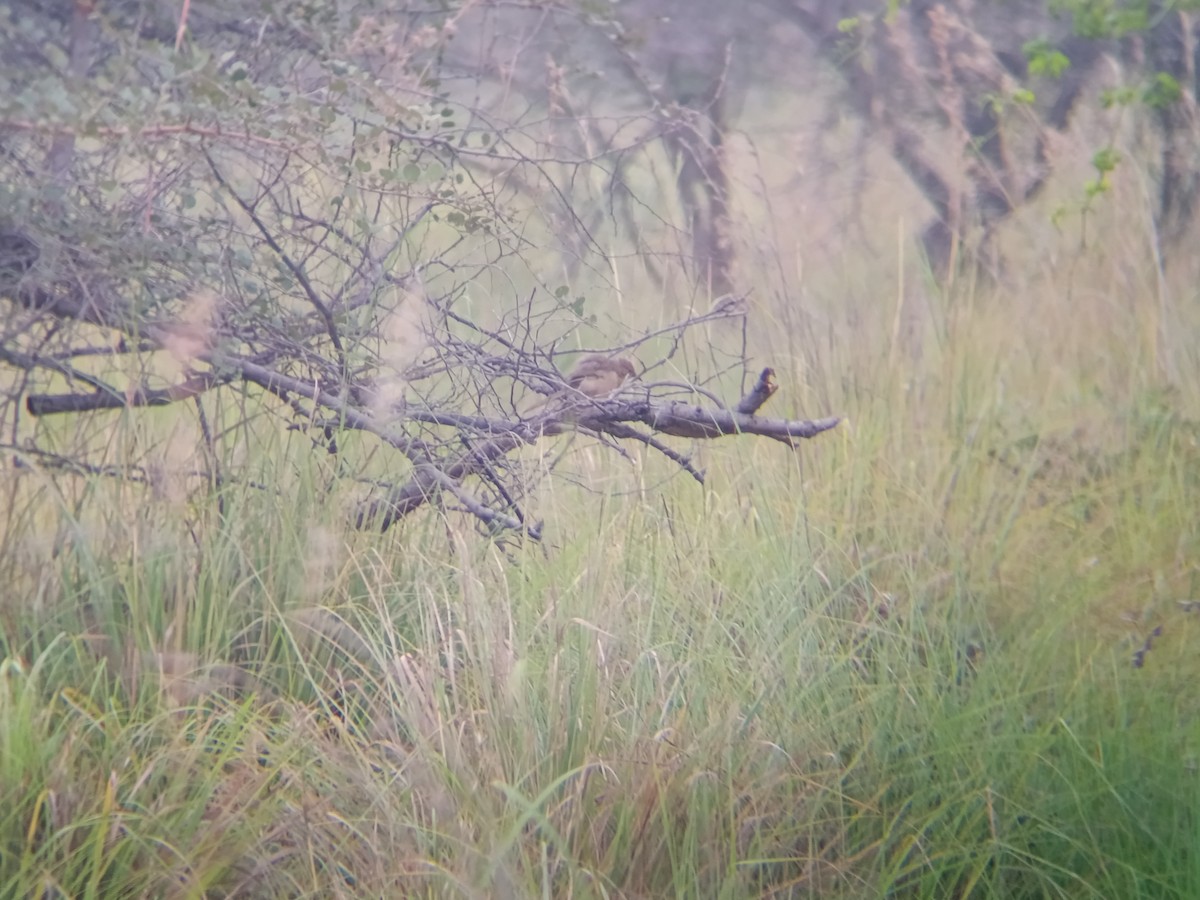 Cratérope indien - ML647599678