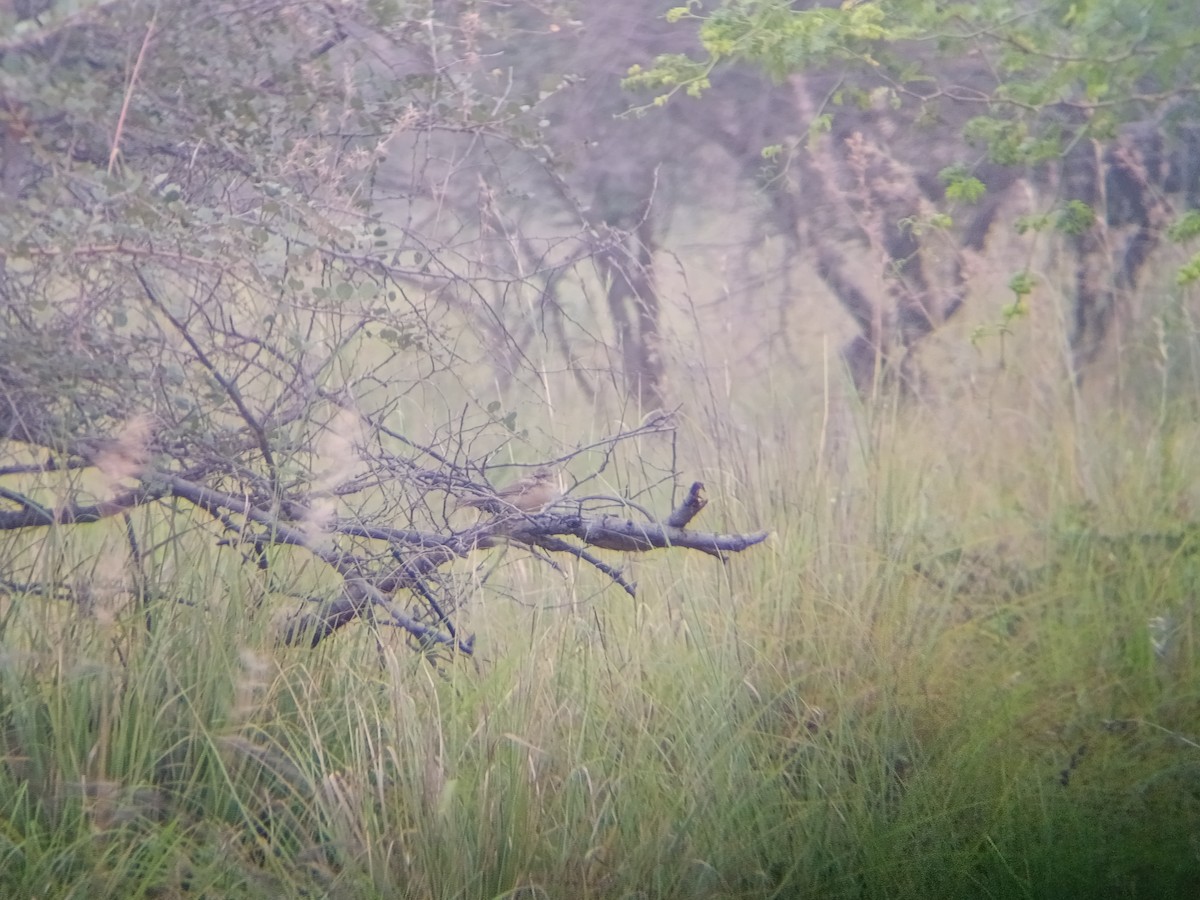 Cratérope indien - ML647599679