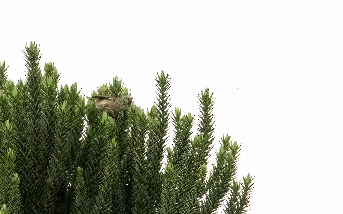 Synallaxe à filets - ML647599680