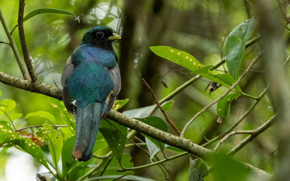 Trogon de Pelzeln - ML647599682