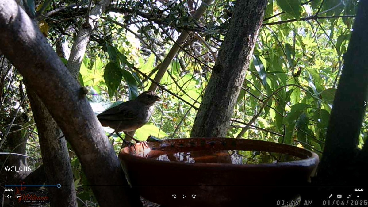 Tohi des canyons - ML647599683