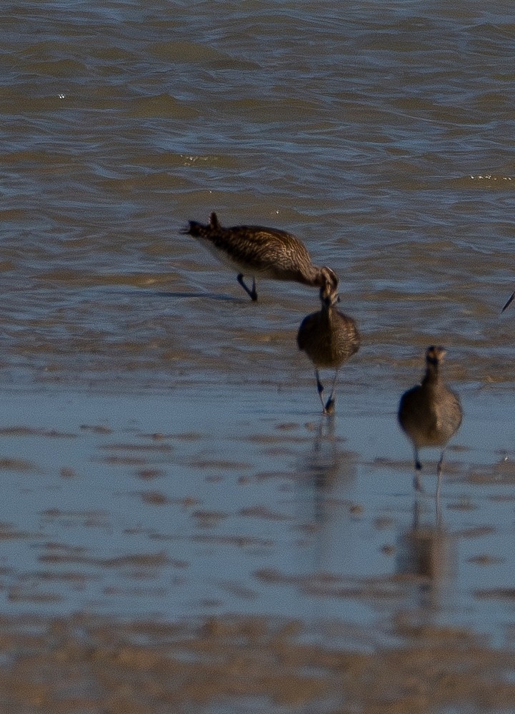 Courlis corlieu - ML647599686