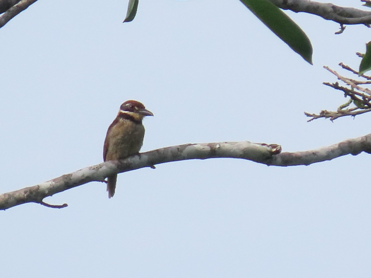 Chestnut-capped Puffbird - ML647599698