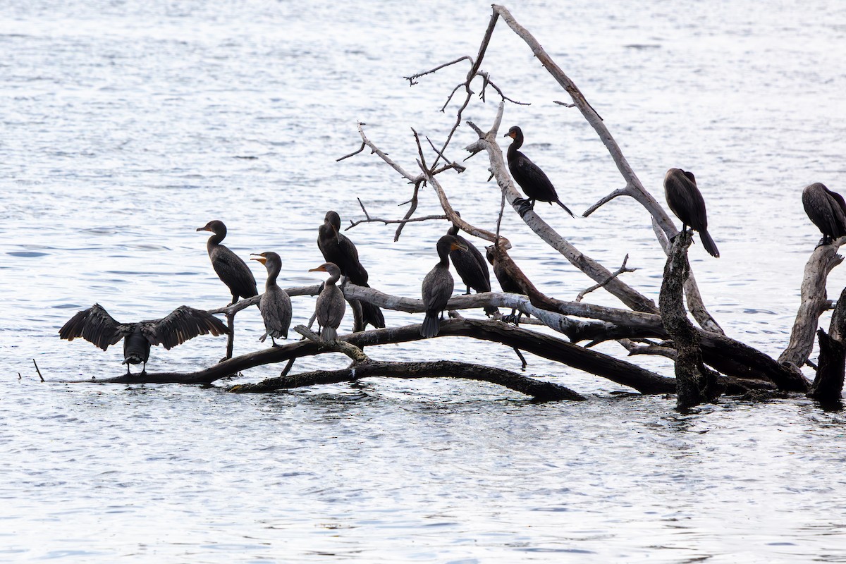 Cormoran à aigrettes - ML647599700