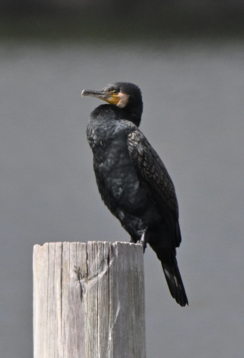 kormorán velký - ML647599707