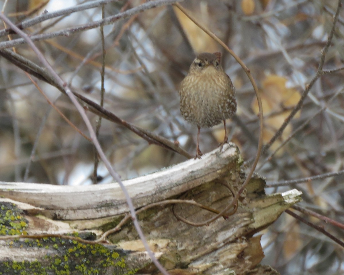 フユミソサザイ - ML647599723