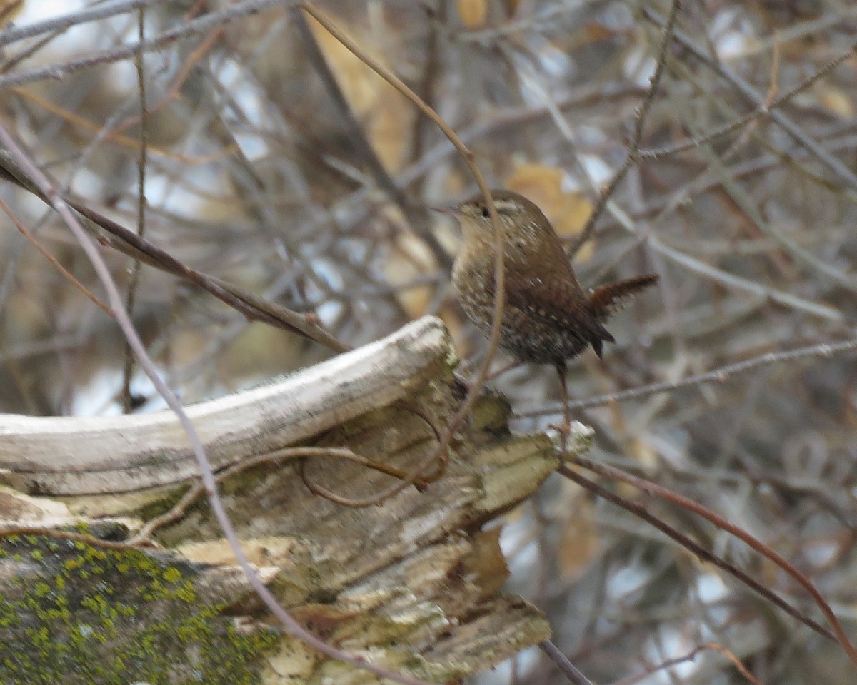 フユミソサザイ - ML647599724