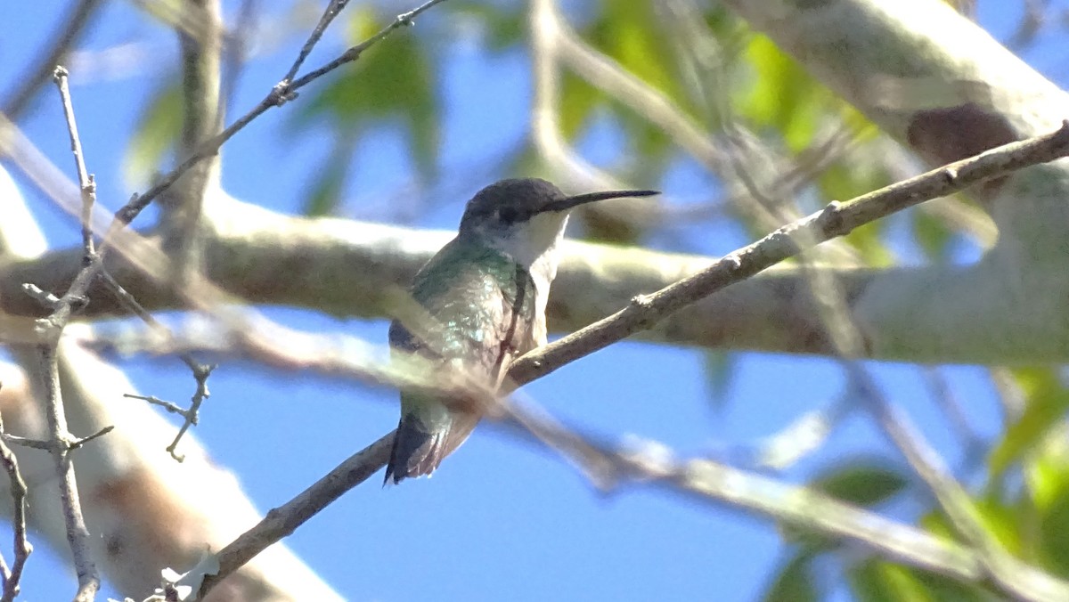 Колібрі рубіновогорлий - ML647599733