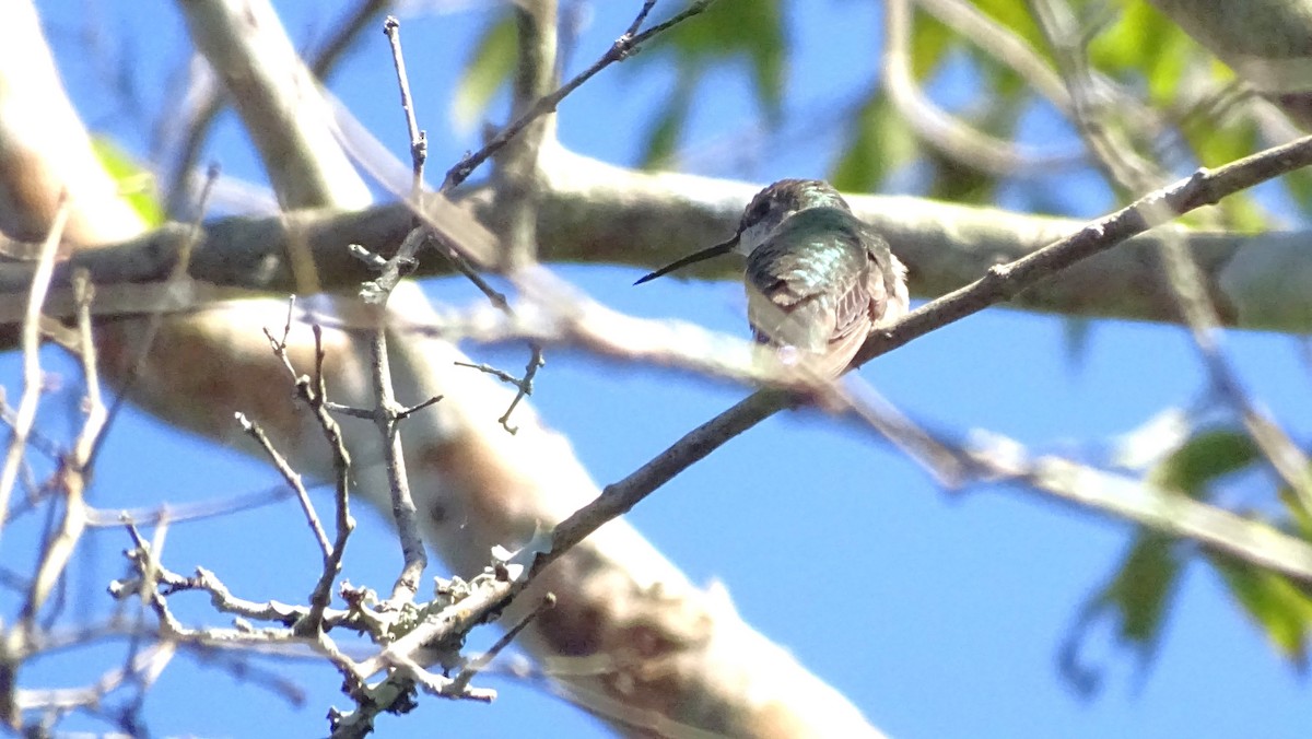 Колібрі рубіновогорлий - ML647599734