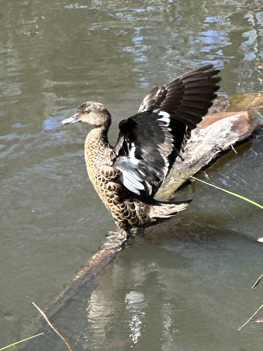 Chestnut Teal - ML647599752