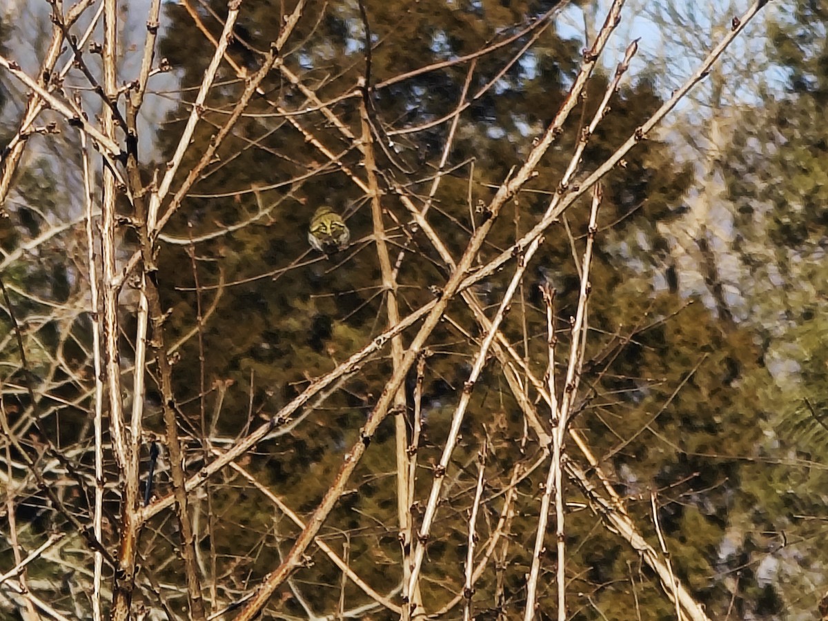 Eurasian Siskin - ML647599755