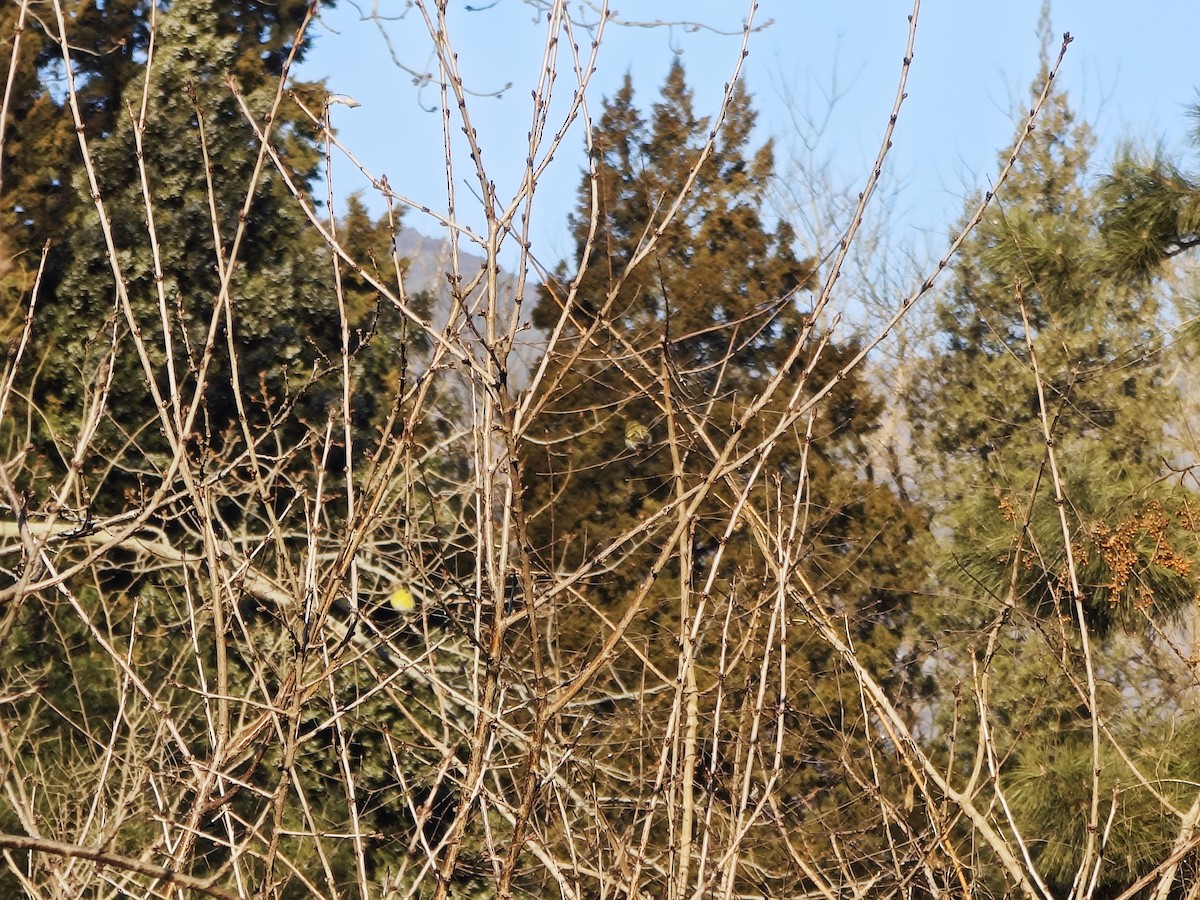 Eurasian Siskin - ML647599756