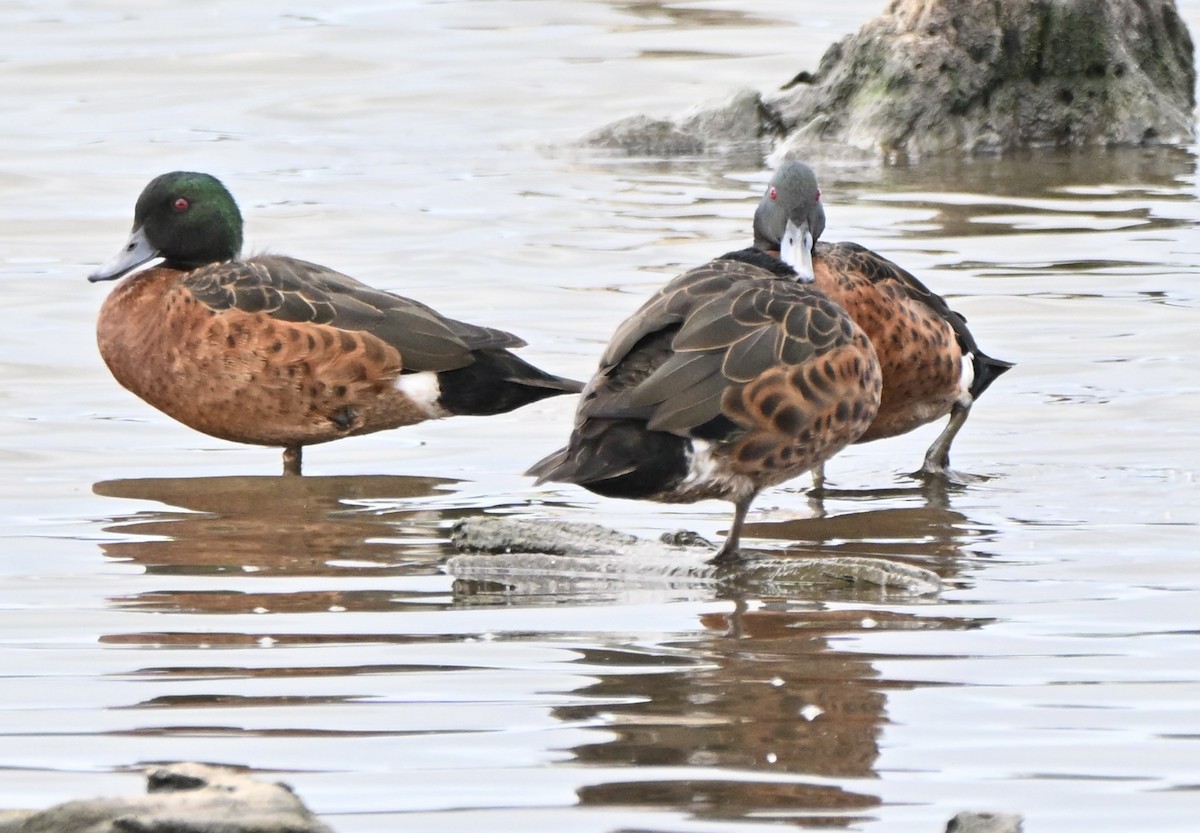 Chestnut Teal - ML647599768
